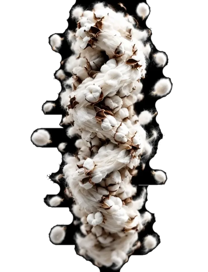 Cotton bolls